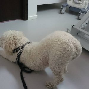 Coccos passade på att göra lite yoga under all väntan hos veterinären. 