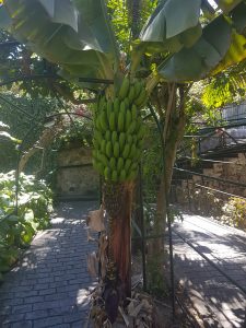 bananpallare